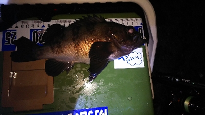 沖堤防でストレス発散ww