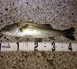 メバリングシーバス