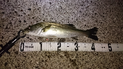 メバリングシーバス