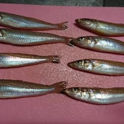 久しぶりの釣り