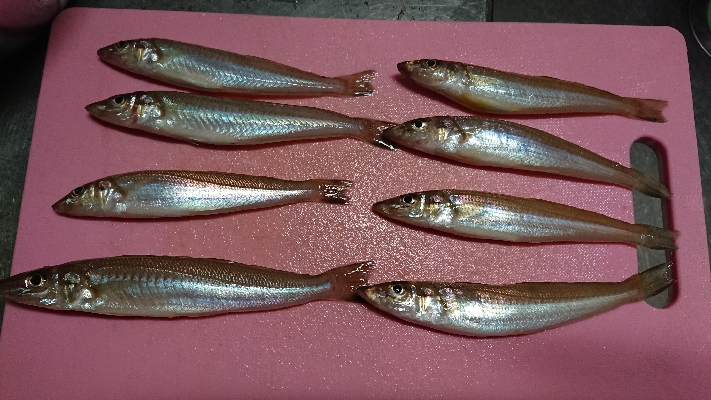 久しぶりの釣り