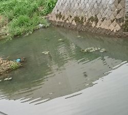 フロッグのナマズ