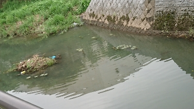 フロッグのナマズ