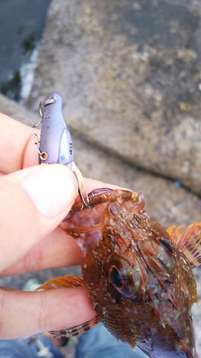 ストレス発散野島沖堤防！