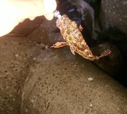 ケンサキ調査からのガシリング