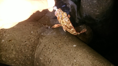 ケンサキ調査からのガシリング