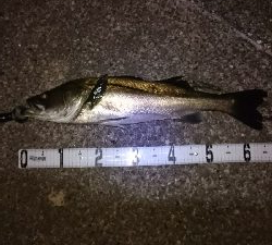 富津シーバス！