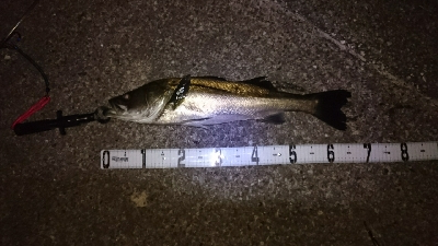 富津シーバス！