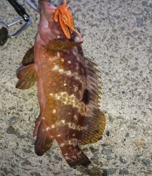 エギング釣行その23とロックフィッシュ