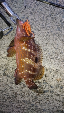 エギング釣行その23とロックフィッシュ