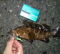 ロックフィッシュ