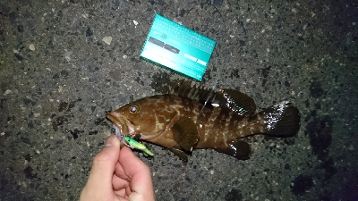 ロックフィッシュ