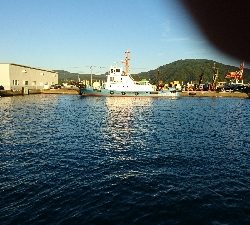 大漁の鯵かと思ったら