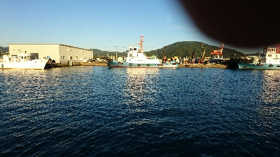 大漁の鯵かと思ったら