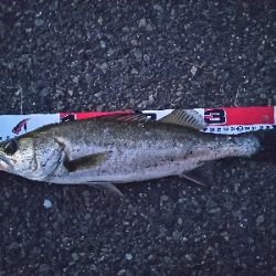 今日はこどもの日?