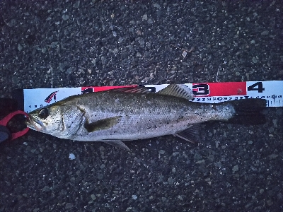 今日はこどもの日？