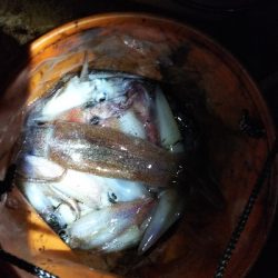 myボートでイカメタル