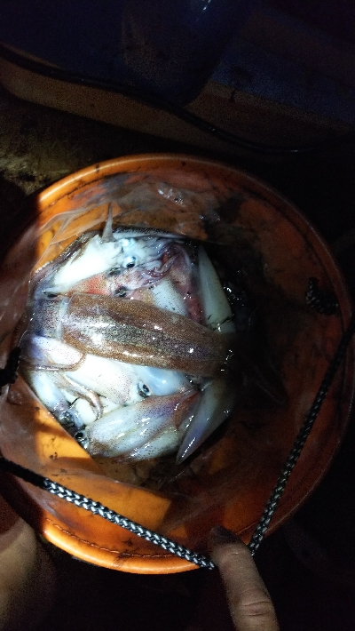 myボートでイカメタル