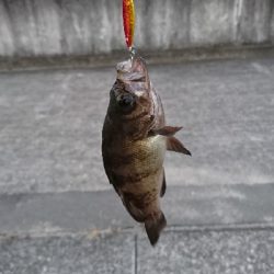 マイクロジギング