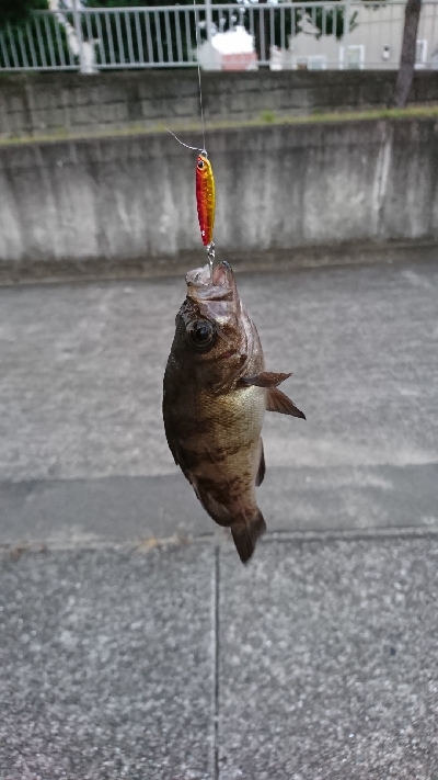 マイクロジギング