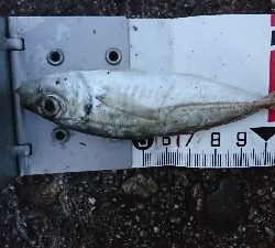 田曽浦でサビキ釣り