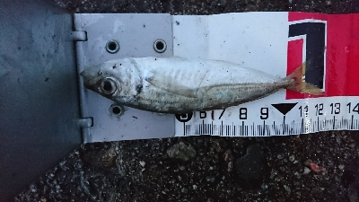 田曽浦でサビキ釣り