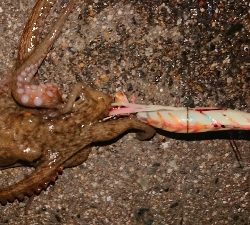 仕事帰りに一撃ち行ってきました！