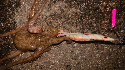 仕事帰りに一撃ち行ってきました！