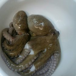 今年は渋い…。