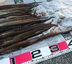 夜明けまでアナゴ釣り