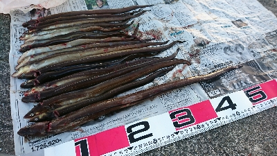 夜明けまでアナゴ釣り