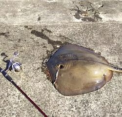 ジグでアカエイ16,17