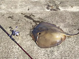 ジグでアカエイ16,17