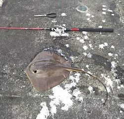 ジグでアカエイ19,20,21,22,23,24,25