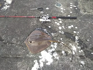 ジグでアカエイ19,20,21,22,23,24,25