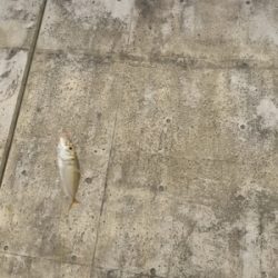 根魚ラッシュ！アコウ！ガシラ！