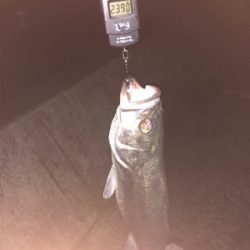 ナイトシーバス