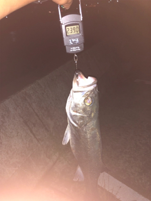 ナイトシーバス