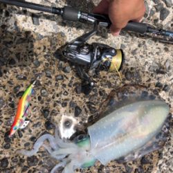 梅雨の晴れ間エギング