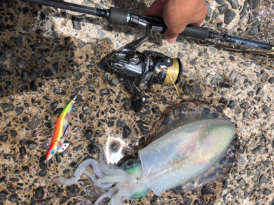 梅雨の晴れ間エギング