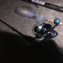 アオリを追い求め