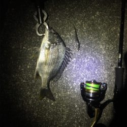 癒しのチニング