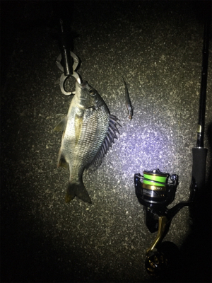 癒しのチニング