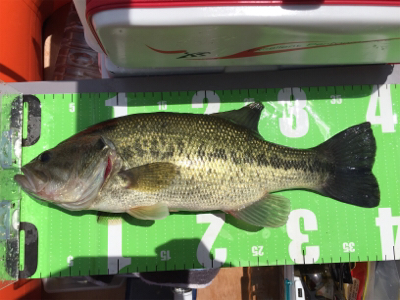 一庫ダム初！？バラムフィッシュ！