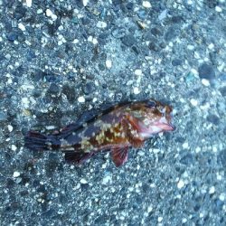 太いフロロは動きが悪い