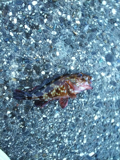 太いフロロは動きが悪い