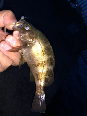 子供と海水浴帰りに♪