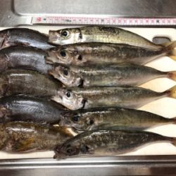 豊島・アジング好調