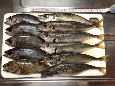 豊島・アジング好調