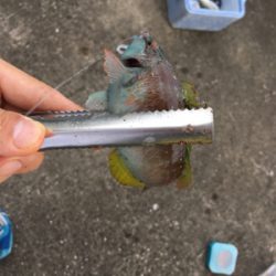 石ゴカイでちょんちょん